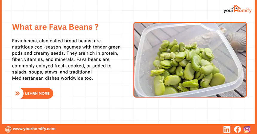 What are Fava Beans