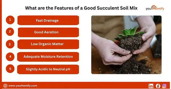 What are the Features of a Good Succulent Soil Mix