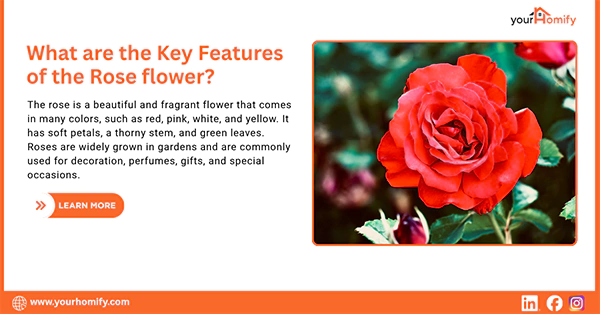 What are the Key Features of the Rose flower