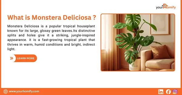 What is Monstera Deliciosa