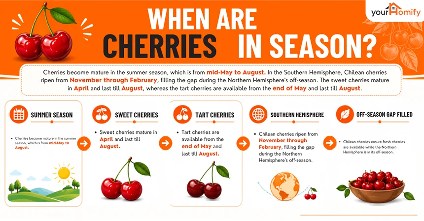When Are Cherries In Season