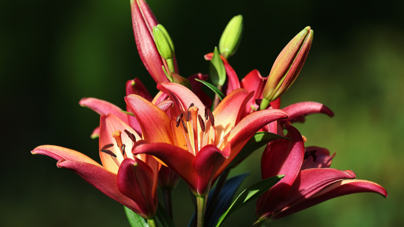 Healthy Asiatic lily growing in a flower bed