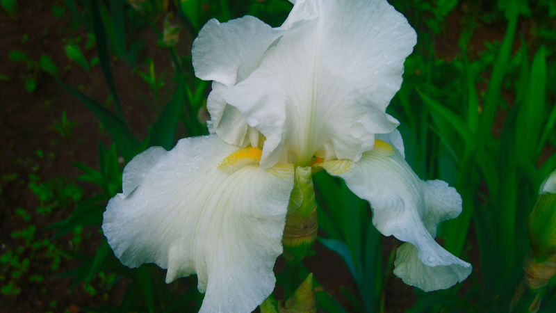 White Iris bloom with elegant petals
