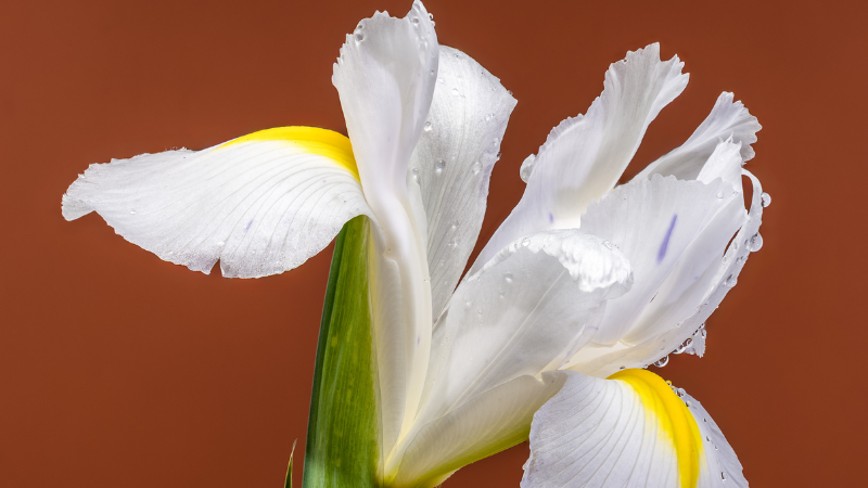 White Iris blooming with green foliage