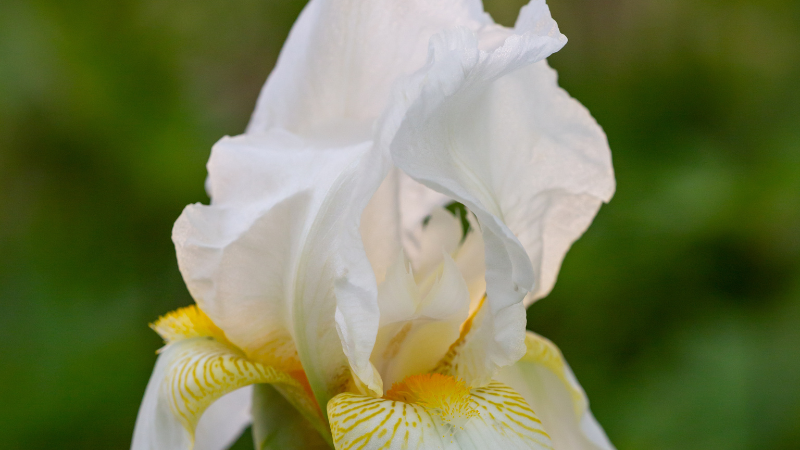 White Iris floral bloom with white petals
