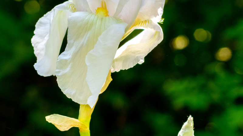 Close-up of a White Iris flower
