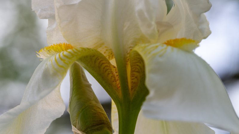 Close view of a White Iris bloom