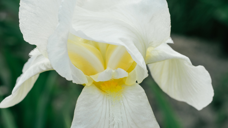 White Iris flower blooming in a garden