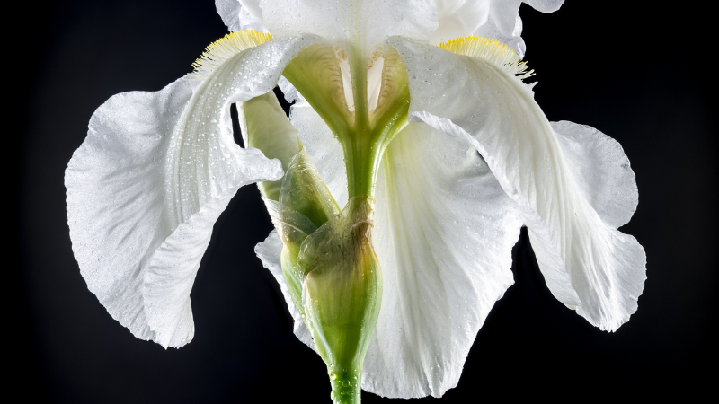 White Iris flower with elegant white petals