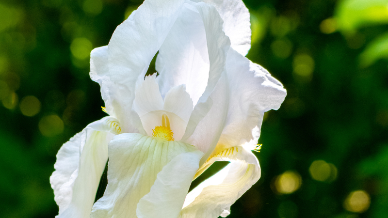 White Iris flower with delicate petals