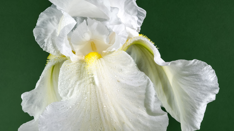 White Iris flower in full bloom