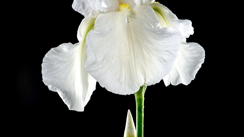White Iris in a beautiful full bloom