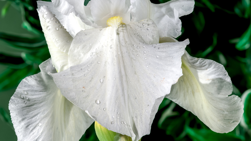 White Iris garden bloom with green leaves