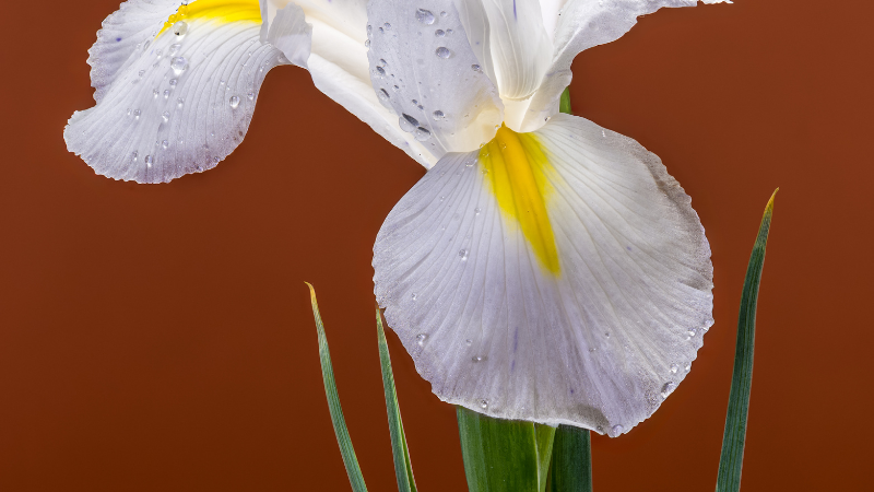 White Iris growing in a garden
