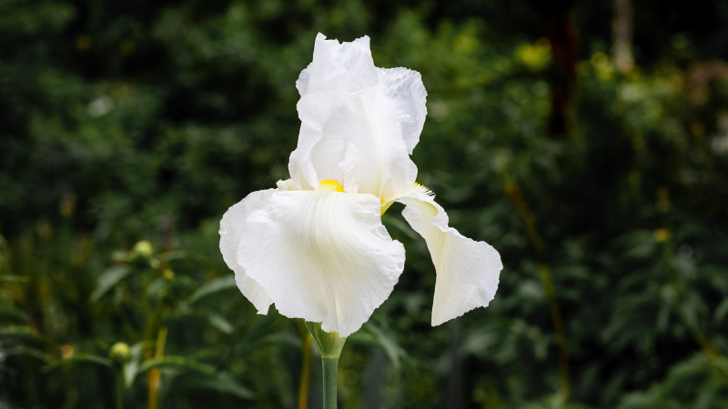 White Iris bloom with layered petals