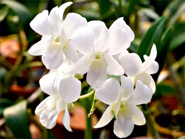 White Orchid