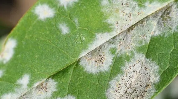 White Powder Leaves