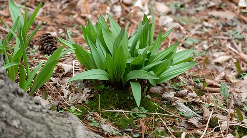 Wild garlic Ramps plant with fresh foliage