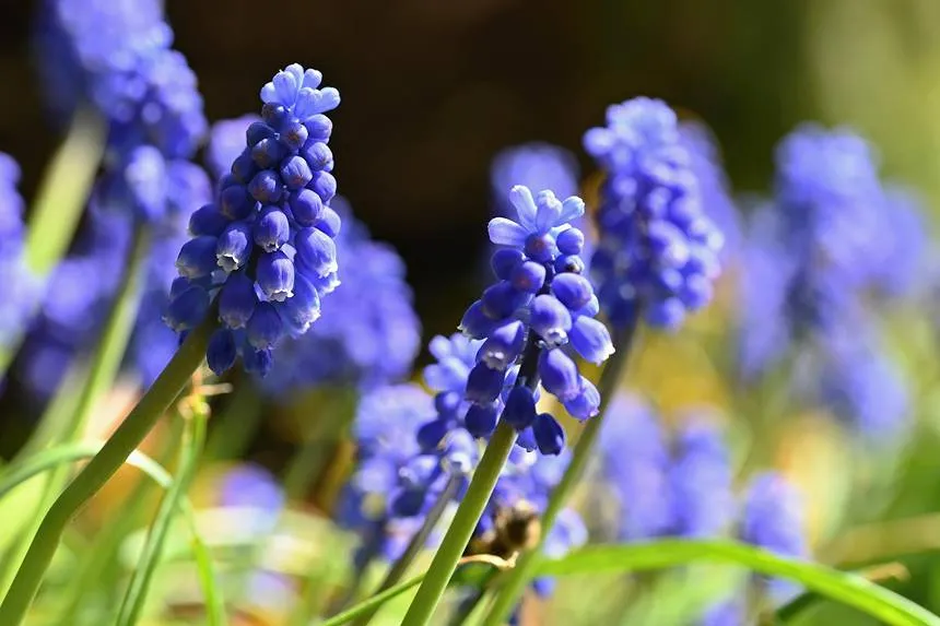 Wild Hyacinth