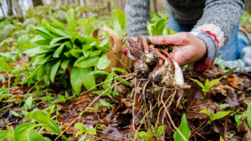 Wild Ramps growing in forest soil