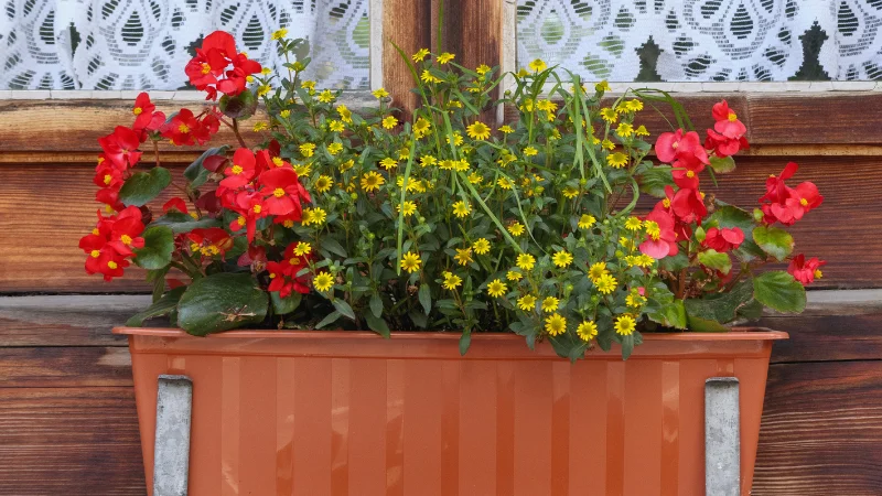 Window box garden with colorful flowers and green plants