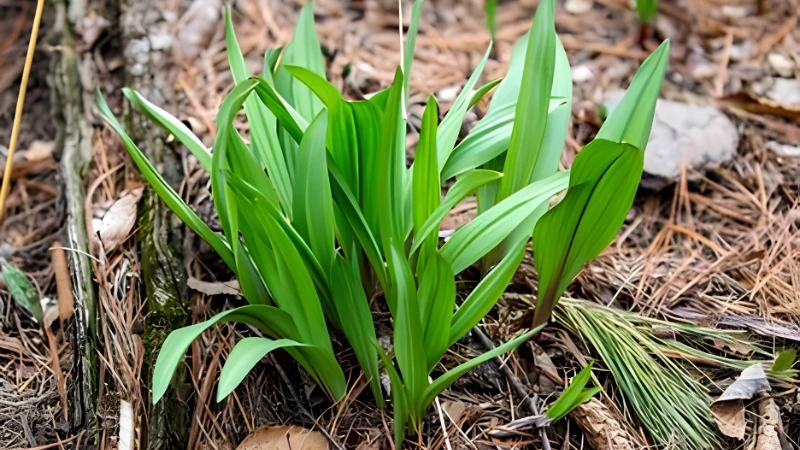 Woodland Ramps with broad leafy growth