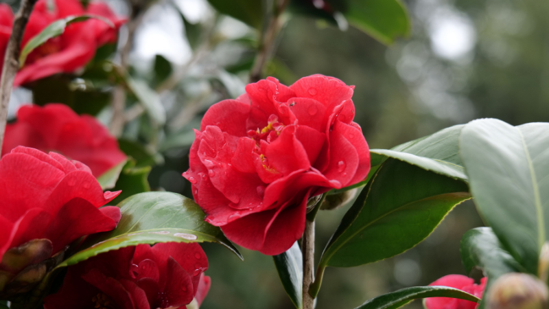 World's rarest Camellia Middlemist's Red