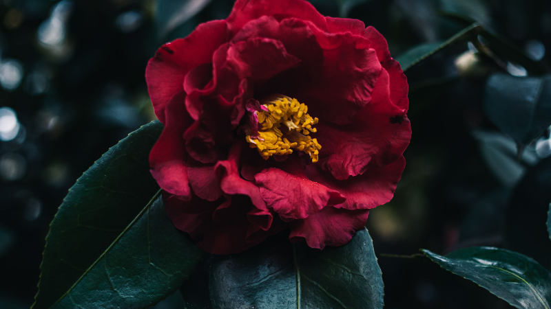 World's rarest flowering plant Middlemist's Red