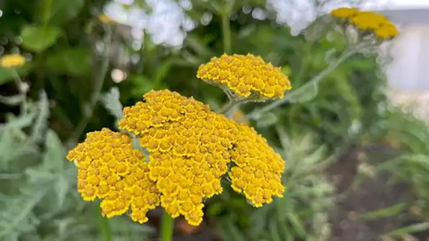 Yarrow