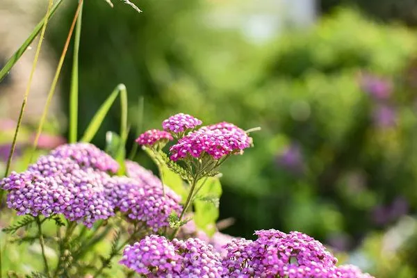 Yarrow