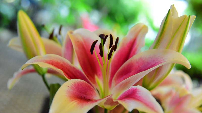 Colorful Asiatic lily flowers outdoors