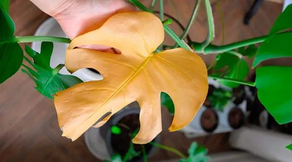 Yellow Monstera Leaves