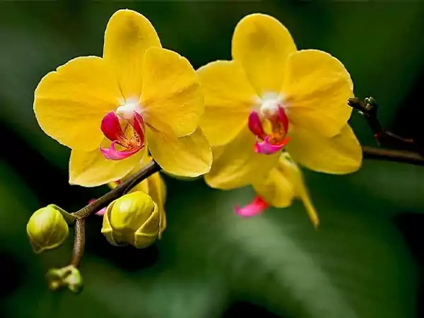 Yellow Orchid