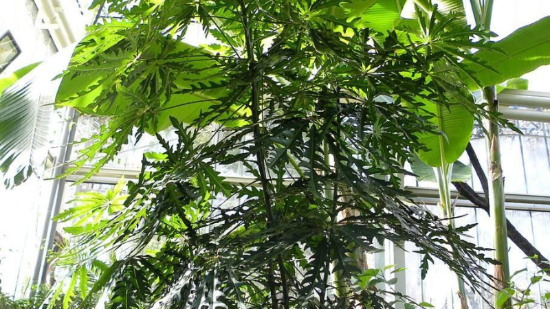 Young False Aralia plant showing fresh green foliage