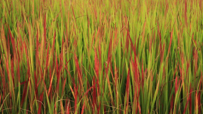 Young Japanese Blood Grass growing in a garden bed