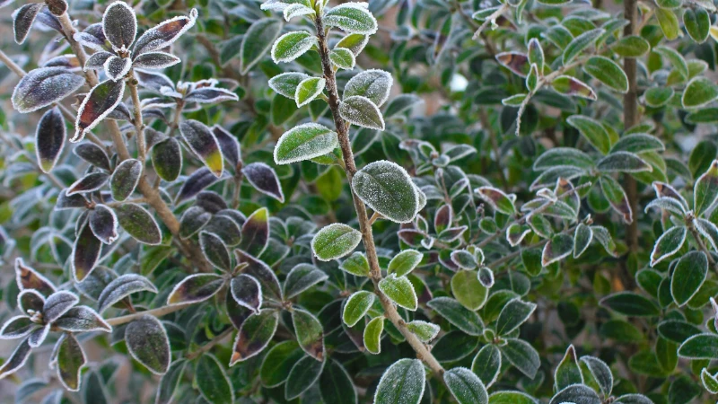 Young Kohuhu shrub with vibrant green foliage