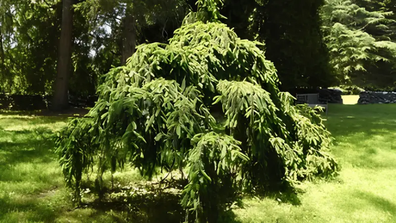 Young Weeping Norway Spruce tree with green foliage
