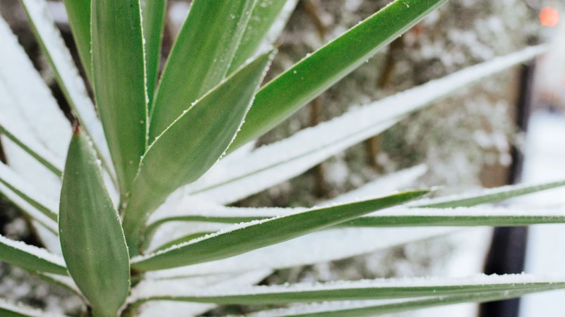 Yucca plant showing pointed leaf texture