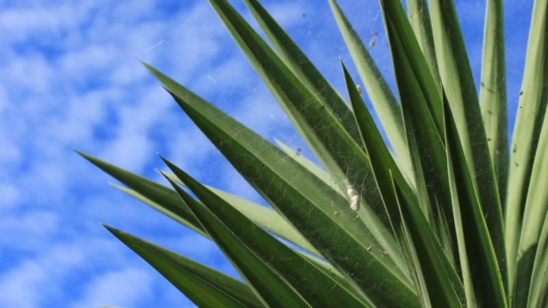 Featured image of Yucca plant with long sword-shaped evergreen leaves