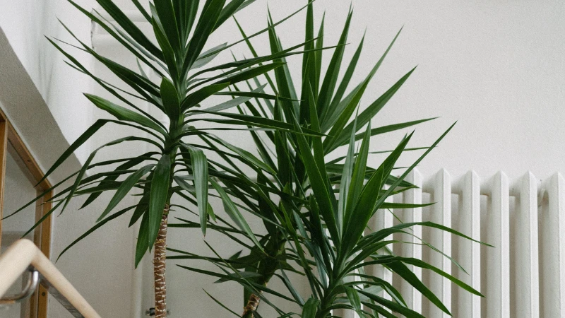 Yucca plant thriving in sunny garden
