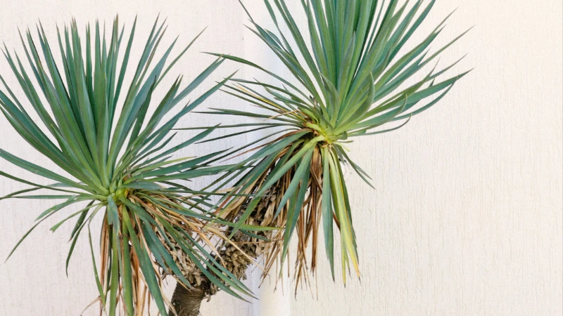 Detailed Yucca plant sword-shaped leaves