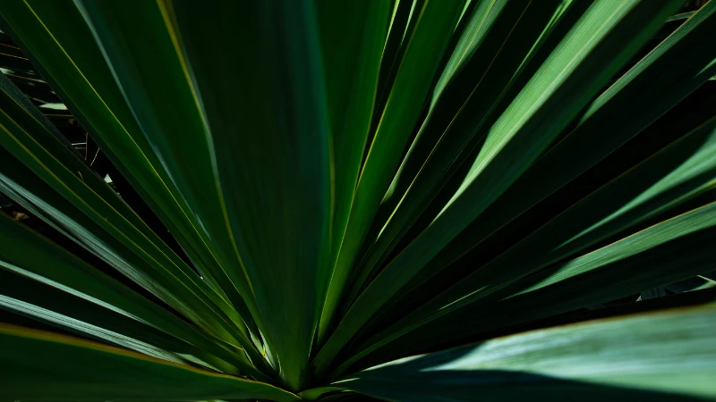 Yucca plant in bright indoor setting