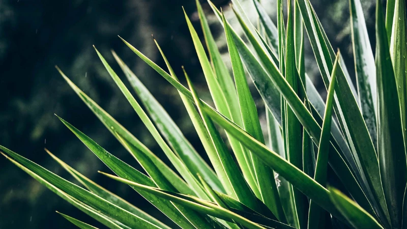 Potted Yucca plant with upright foliage