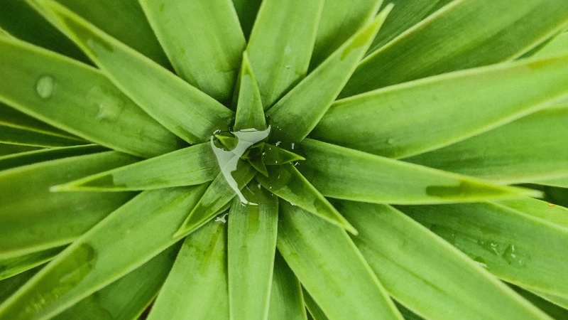 Yucca plant growing in desert-style garden