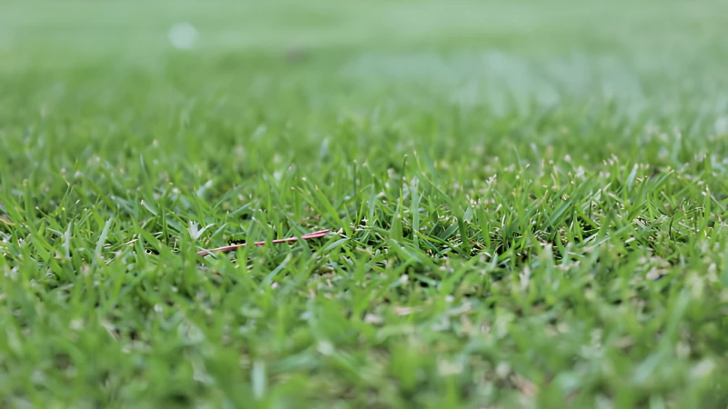 Featured image of Zoysia Grass with dense green turf blades