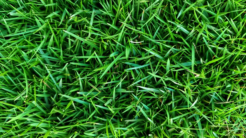 Zoysia Grass used for garden landscaping