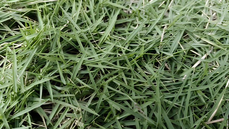 Zoysia Grass lawn with lush green coverage