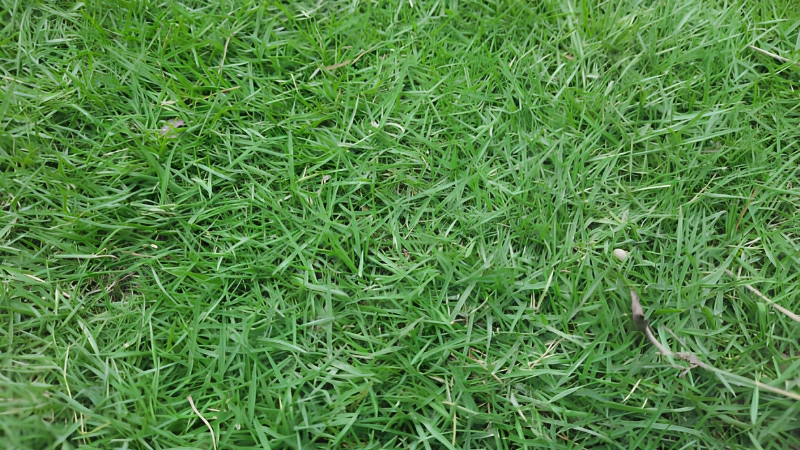 Zoysia Grass used in modern landscaping