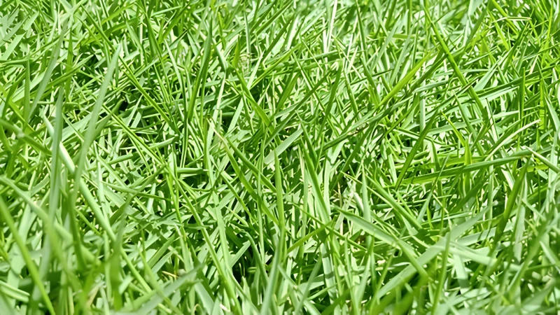 Zoysia Grass covering a landscaped yard