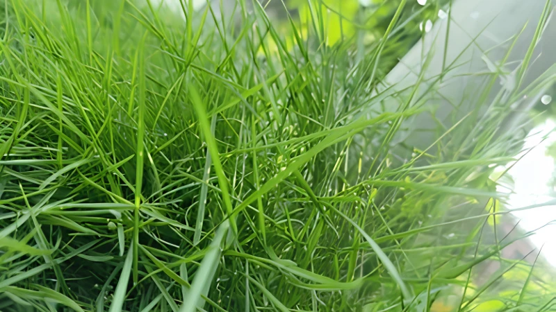 Detailed Zoysia Grass blade texture